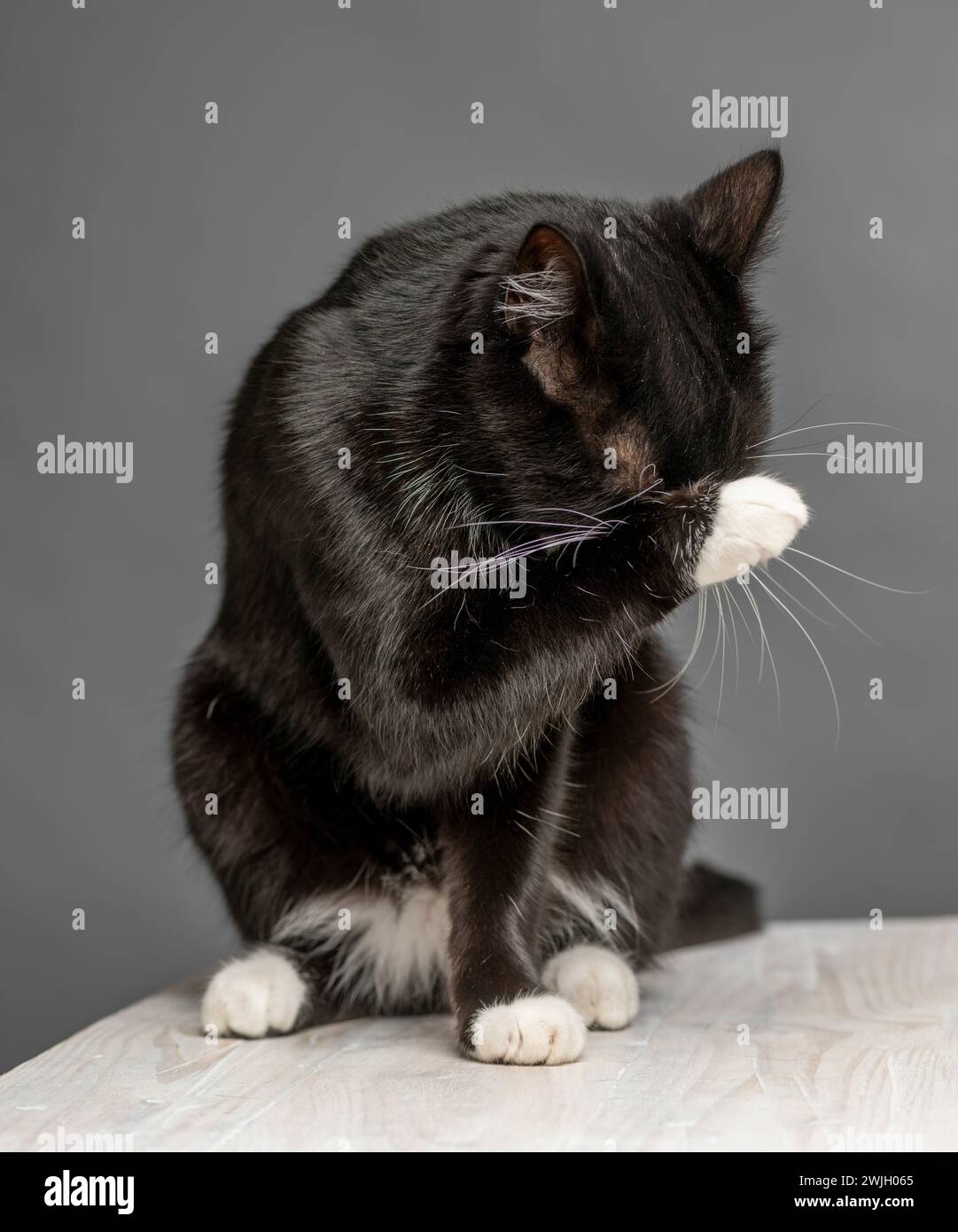 Gatto bianco e nero che pulisce il viso con la zampa. Sfondo grigio Foto Stock