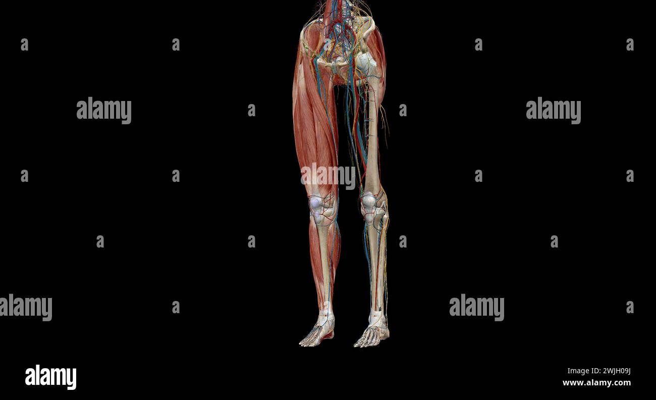 La gamba è la regione dell'arto inferiore tra il ginocchio e il piede. Rendering 3D. Foto Stock