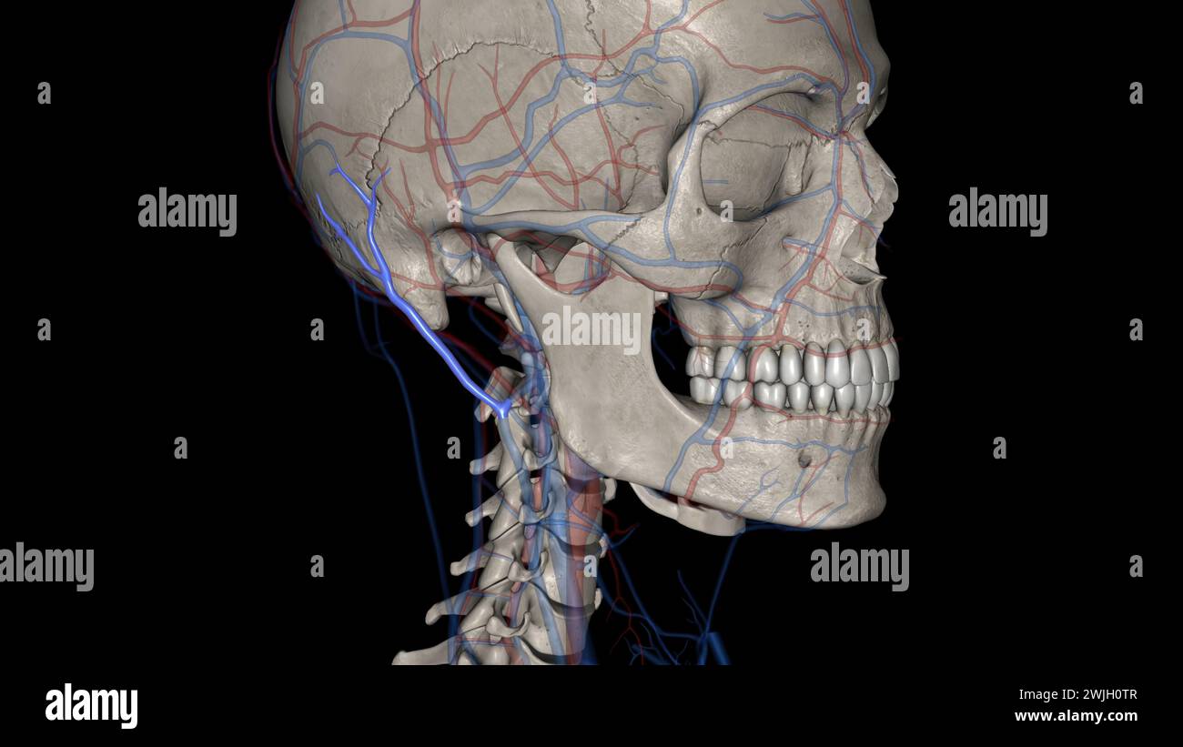 La vena auricolare posteriore è una vena della figura 3d della testa Foto Stock