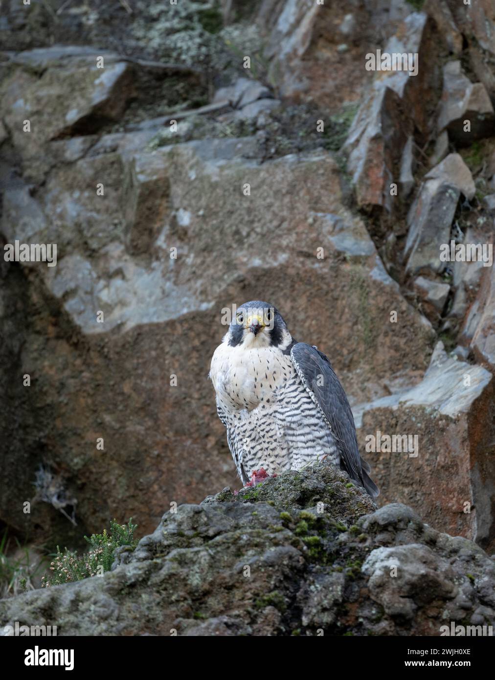 Peregrine Falcon, nutrendosi di uccisioni sul lato della scogliera in Cornovaglia Foto Stock