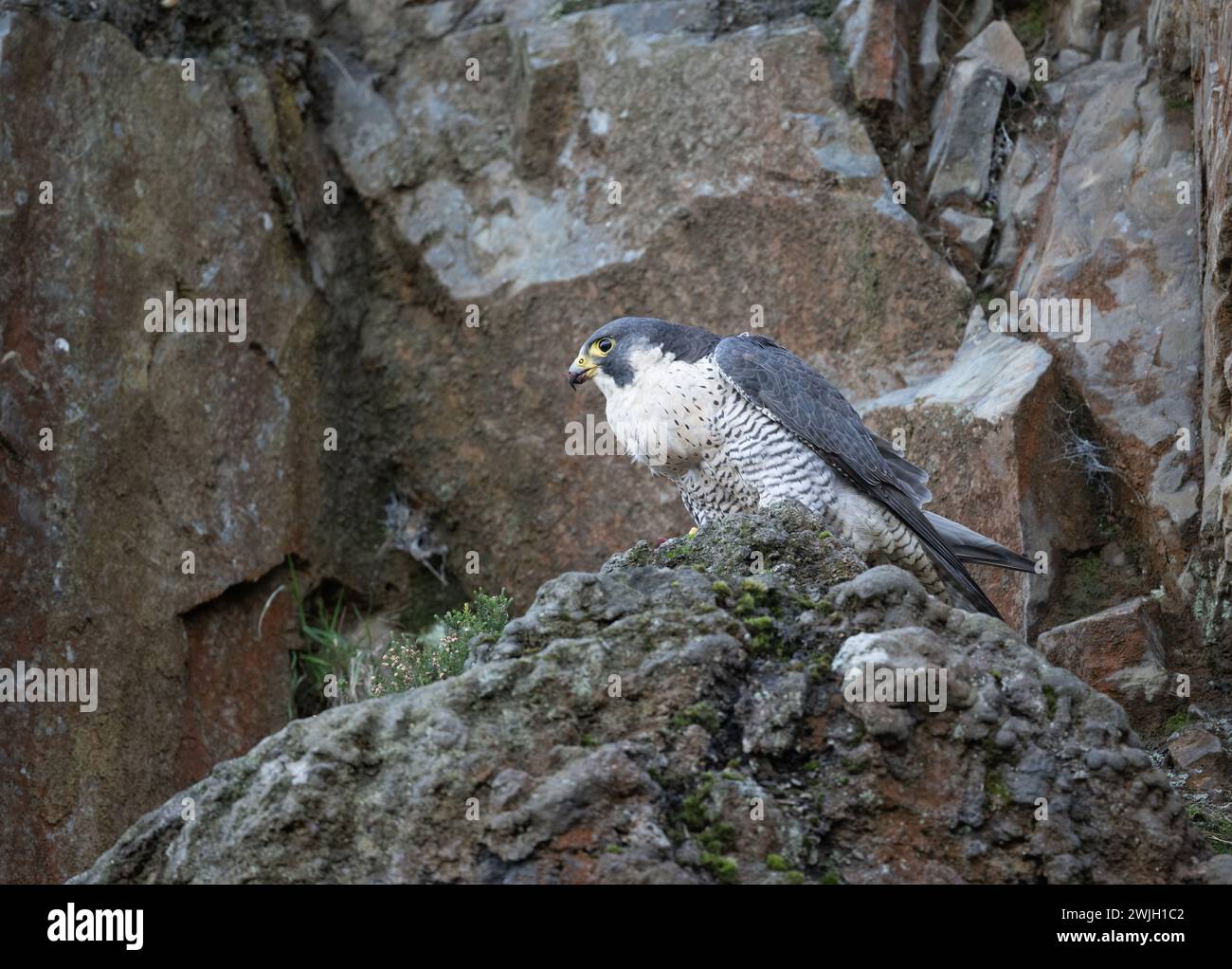 Peregrine Falcon, nutrendosi di uccisioni sul lato della scogliera in Cornovaglia Foto Stock