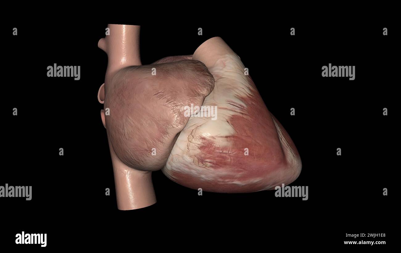 Il cuore è un organo muscolare nella maggior parte delle animali3d illustrazione questo organo pompa il sangue attraverso i vasi sanguigni del sistema circolatorio 3d illustratio Foto Stock