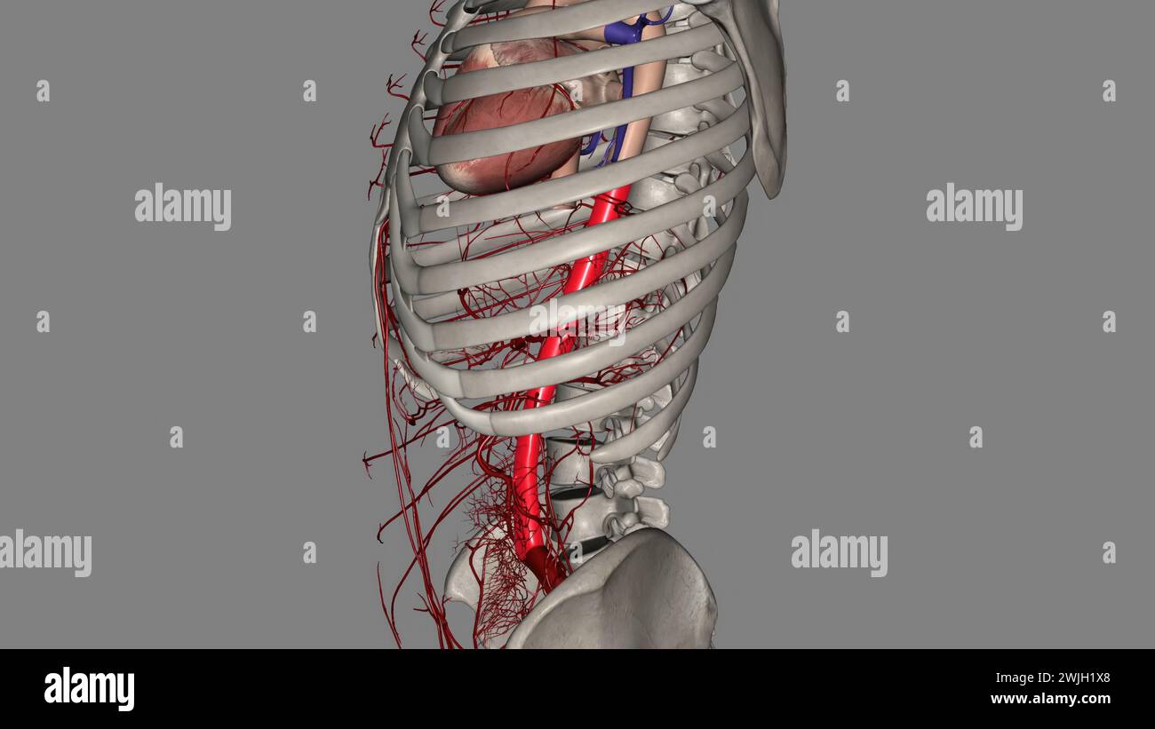 Le arterie coronarie destra e sinistra forniscono sangue al cuore illustrazione 3d. Foto Stock