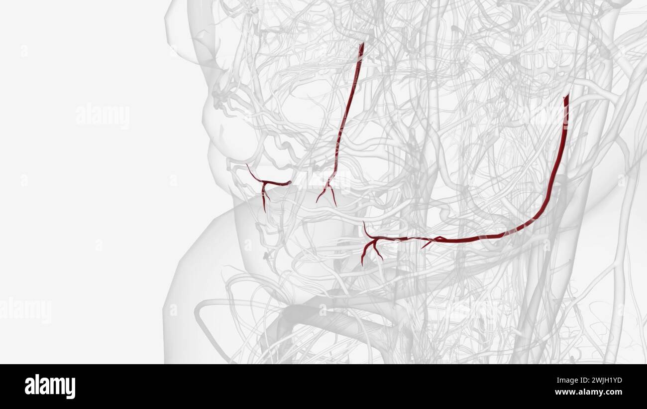 L'arteria alveolare inferiore emette il ramo miloioide prima di entrare nell'illustrazione 3d del foro mandibolare Foto Stock