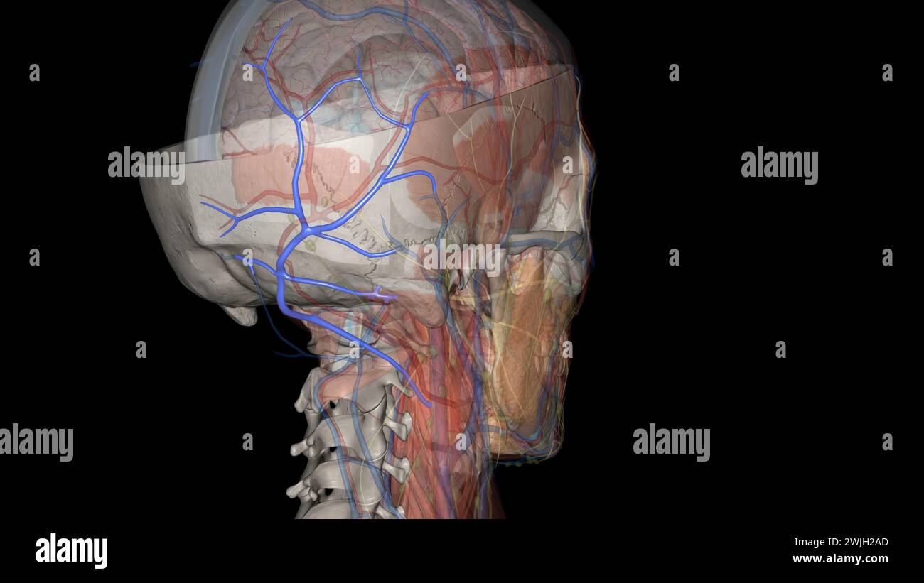 Questa piccola vena passa attraverso il canale condilare, un'apertura nell'osso occipitale, vicino alla base del cranio illustrazione 3d. Foto Stock