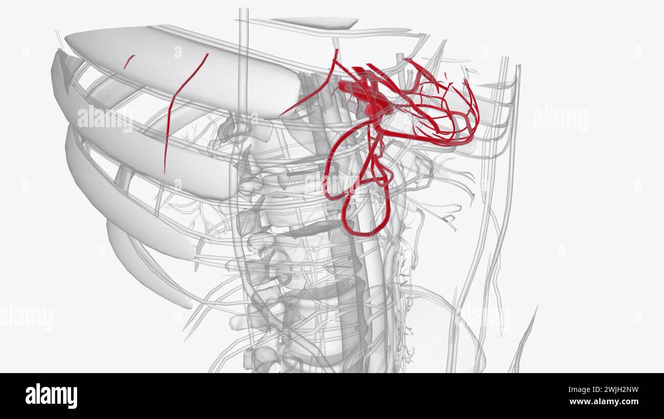 Il tronco celiaco nasce dalla superficie anteriore dell'aorta addominale al livello della figura 3d della dodicesima vertebra toracica Foto Stock