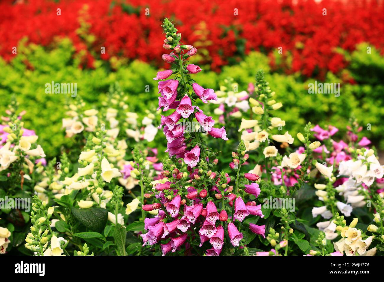 Fioritura di fiori comuni di foga, primo piano di bellissimi fiori viola e bianchi di foga comune che crescono nel giardino Foto Stock
