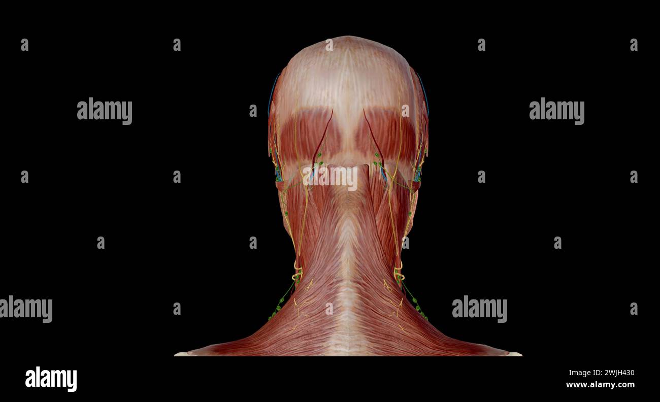 Anatomia della testa e del collo orecchio, composto da orecchie esterne, centrali e interne. Arterie principali: Carotide esterna, arterie mascellari e basilari. rendering 3d. Foto Stock