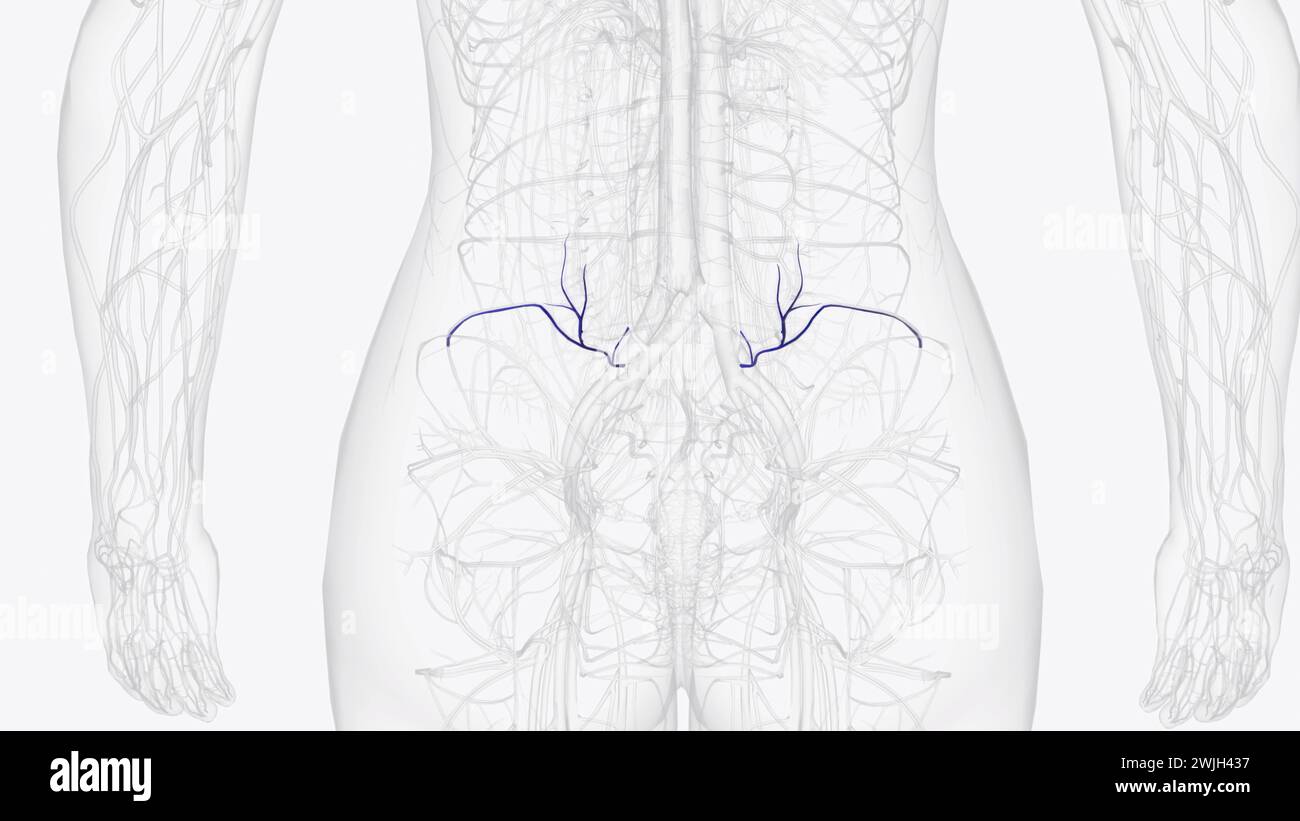 Illustrazione 3d dei rami della vena iliaca interna Foto Stock