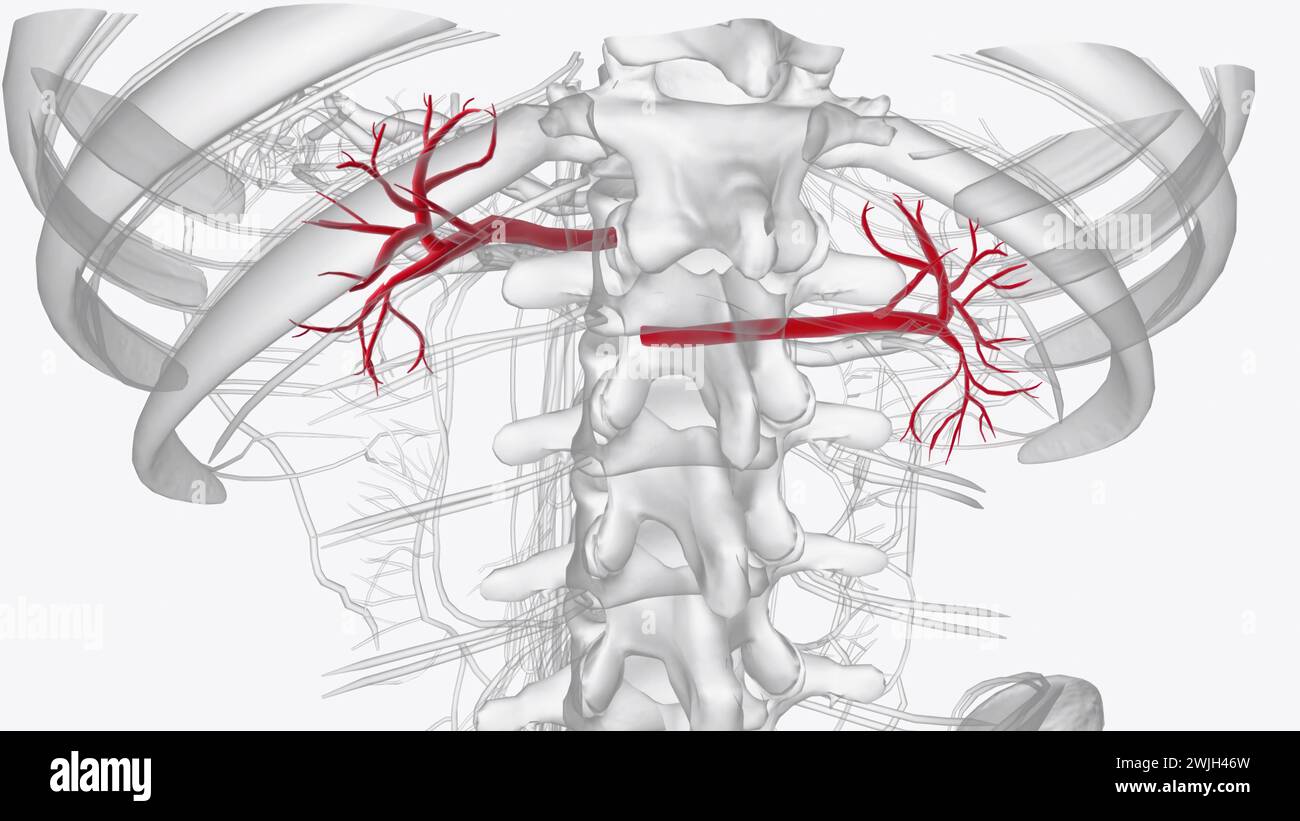 Le arterie renali sono l'unico apporto vascolare ai reni, illustrazione 3d. Foto Stock