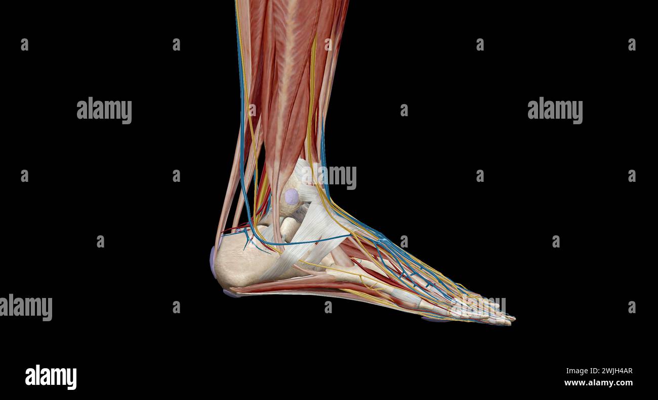 Ogni piede ha 28 ossa, 30 articolazioni e più di 100 muscoli, legamenti e tendini.rendering 3d. Foto Stock
