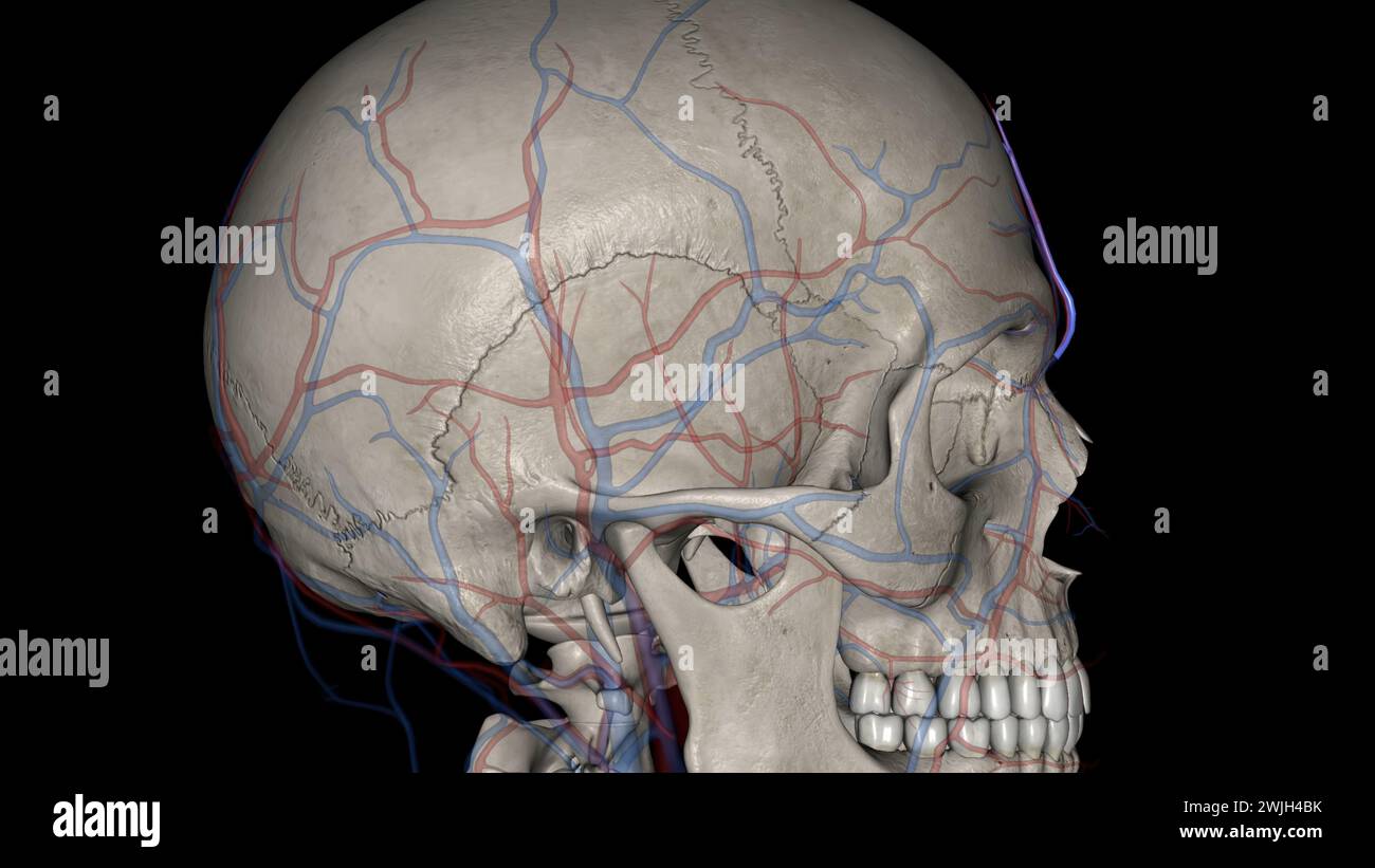 L'arteria supratrocleare (o arteria frontale) è uno dei rami terminali dell'illustrazione 3d dell'arteria oftalmica Foto Stock