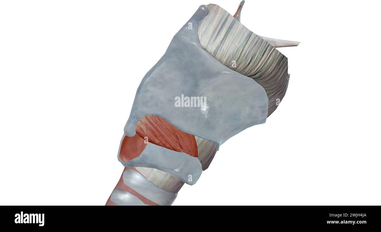 I muscoli della laringe sono divisi in due gruppi, i muscoli estrinsechi, che producono i movimenti dell'osso ioide. Questi sono gli infraioidi e. Foto Stock