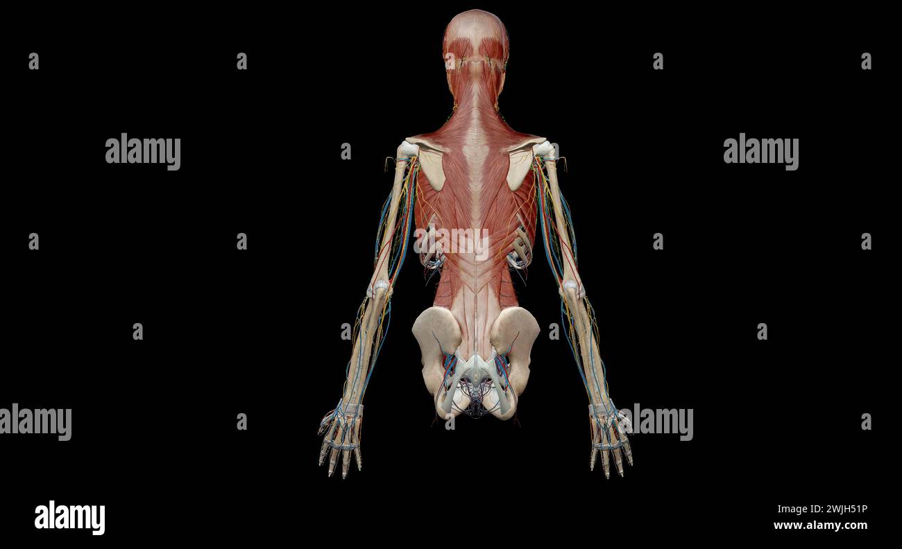 Corpo anatomico umano. Rendering 3d scheletrico, organo, vascolare, linfatico e sistema nervoso Foto Stock