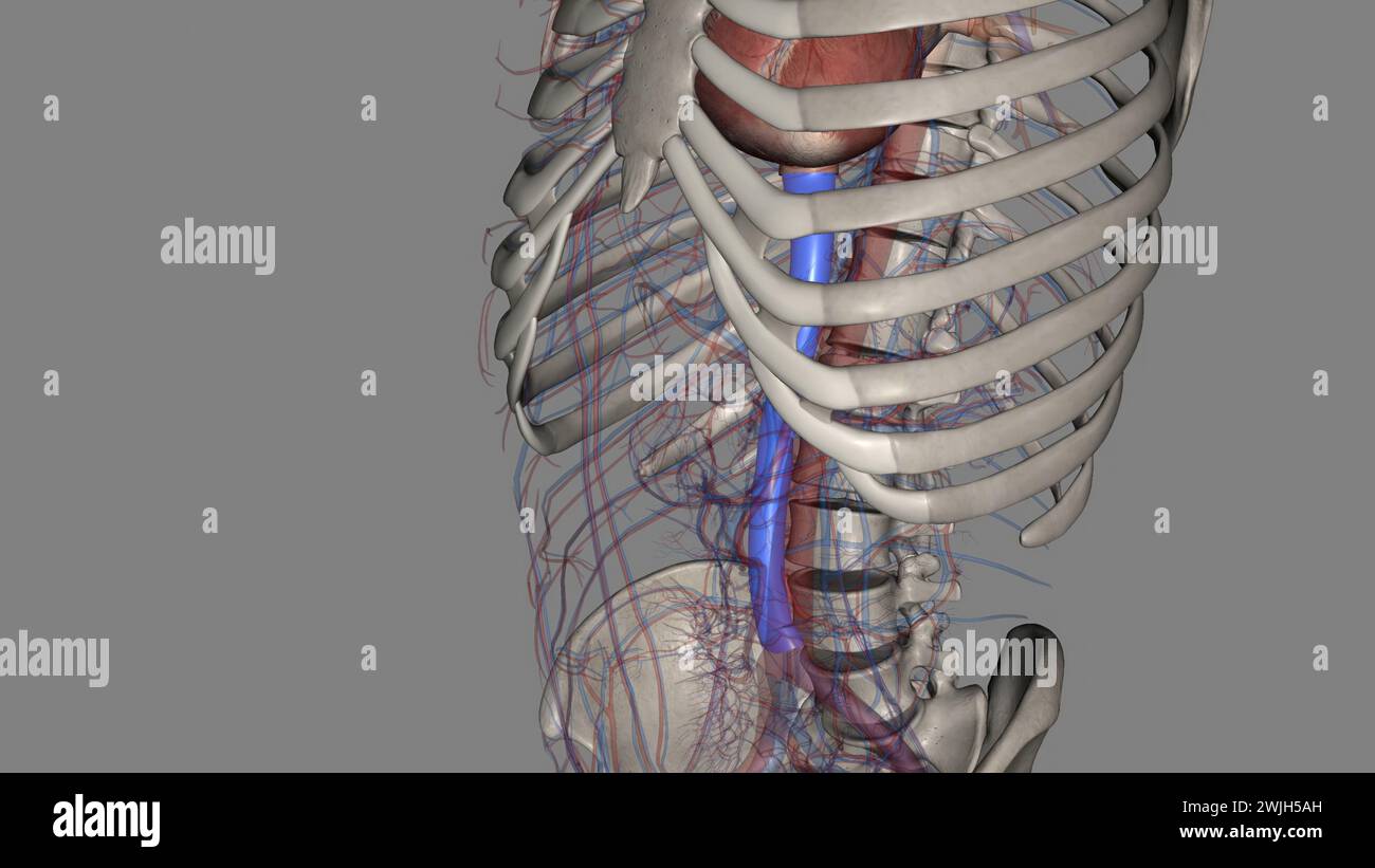 La vena cava inferiore è una vena grande che trasporta il sangue deossigenato dall'illustrazione 3d del corpo inferiore e medio Foto Stock