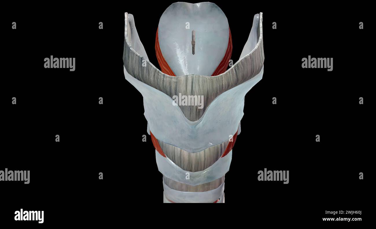 I muscoli della laringe sono divisi in due gruppi, i muscoli estrinsechi, che producono i movimenti dell'osso ioide. Questi sono gli infraioidi e. Foto Stock