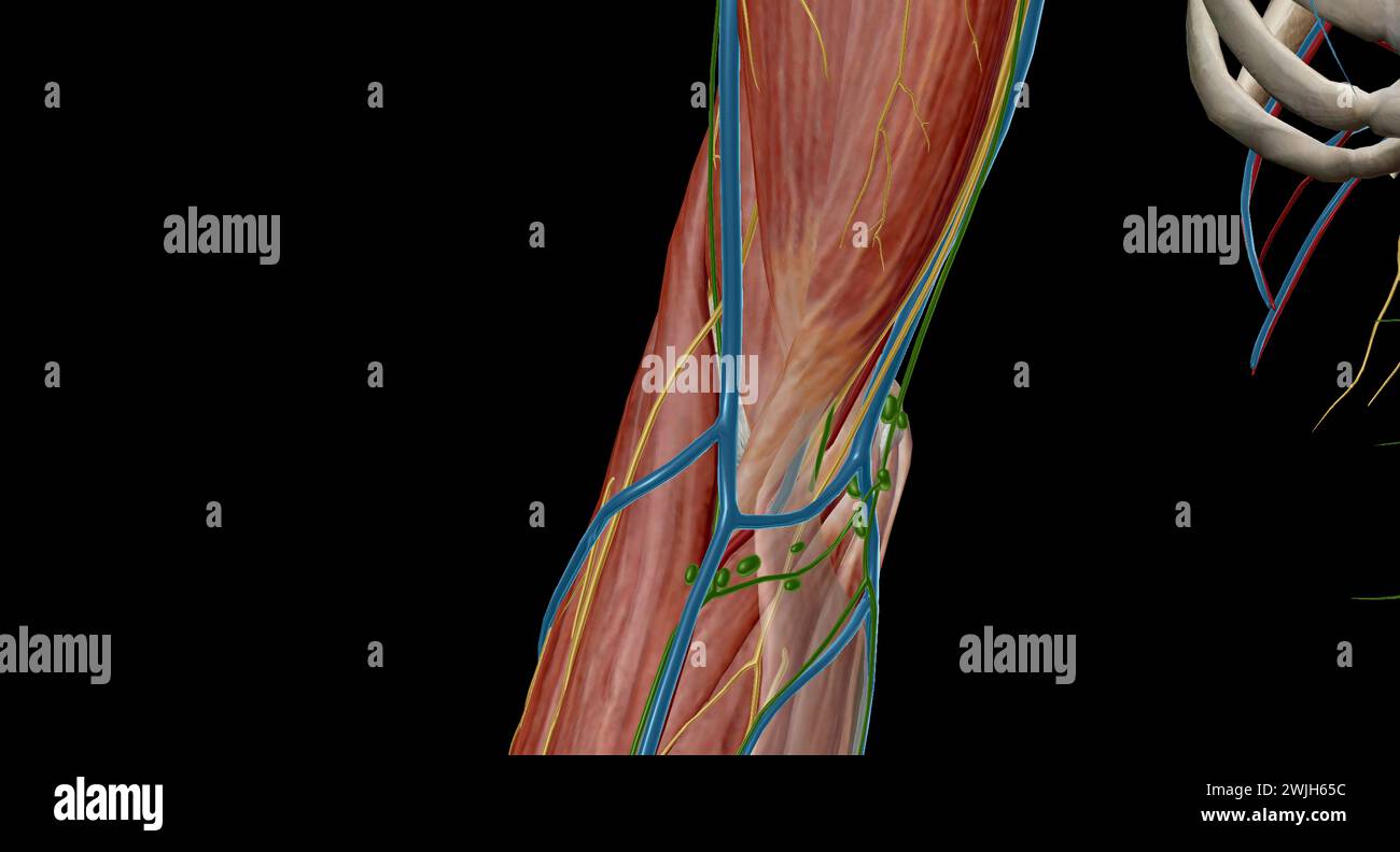 La fossa cubitale (anticubitale) è una depressione di forma triangolare sull'aspetto anteriore dell'articolazione del gomito. rendering 3d. Foto Stock