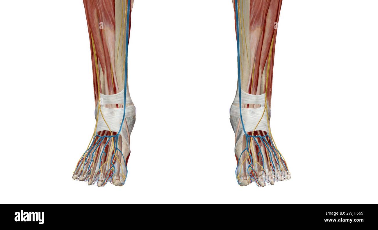 Ogni piede ha 28 ossa, 30 articolazioni e più di 100 muscoli, legamenti e tendini.rendering 3d. Foto Stock
