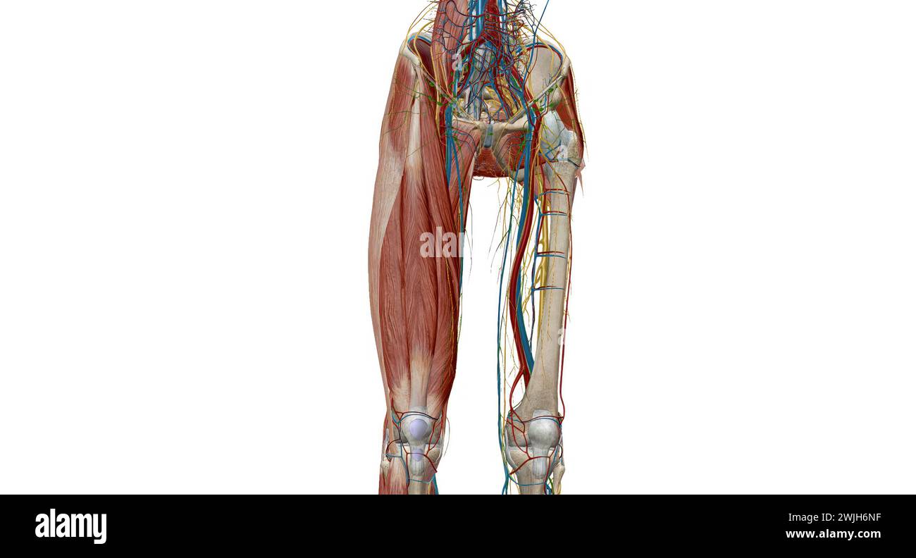 La gamba è la regione dell'arto inferiore tra il ginocchio e il piede. Rendering 3D. Foto Stock