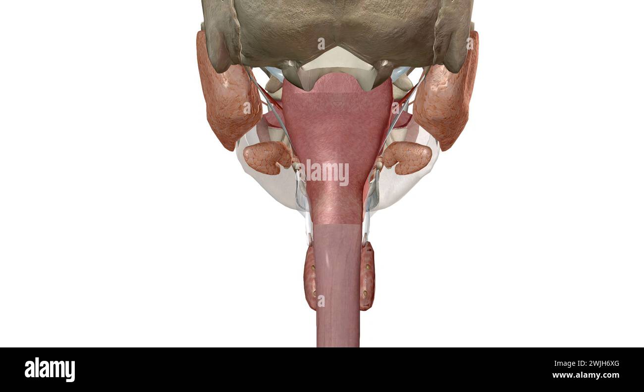 Gli organi gastrointestinali superiori includono la bocca, l'esofago. Rendering 3D. Foto Stock