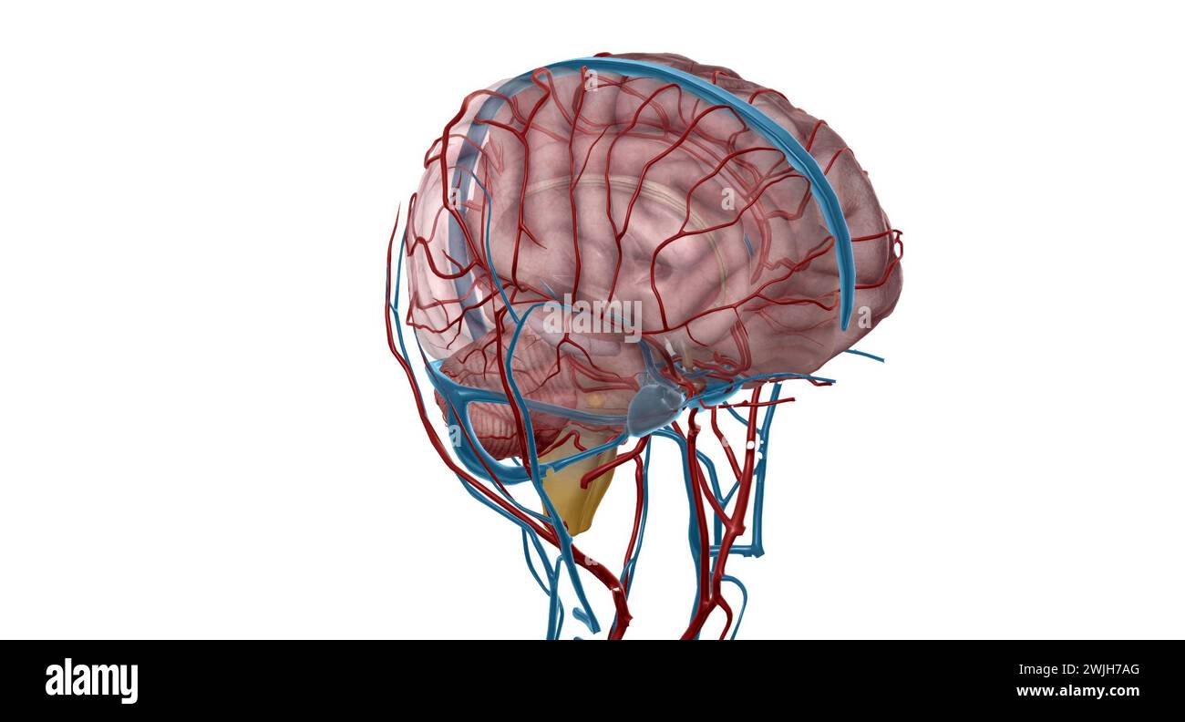 Ci sono due studi accoppiati che sono responsabili dell'afflusso di sangue al cervello, alle vertebrali e alle carotidi interne. Rendering 3D. Foto Stock