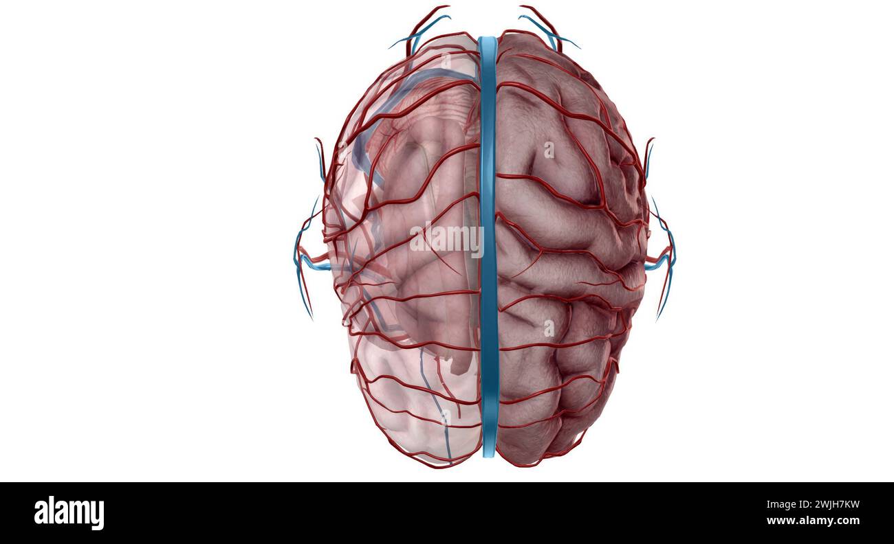 Ci sono due studi accoppiati che sono responsabili dell'afflusso di sangue al cervello, alle vertebrali e alle carotidi interne. Rendering 3D. Foto Stock