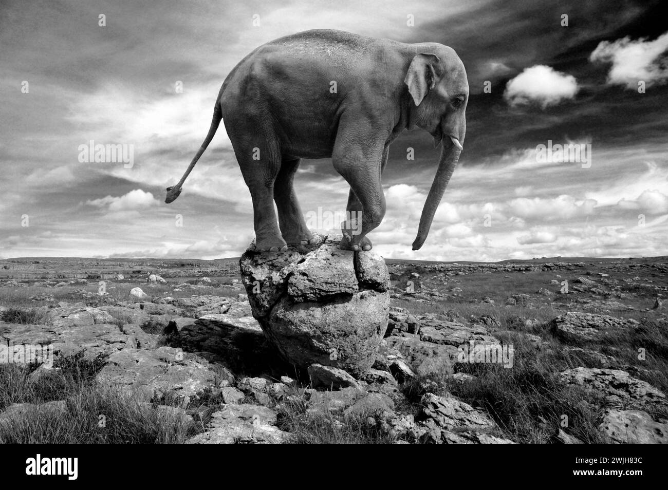 Elefante creato digitalmente bilanciato su una grande pietra nel Burren, in Irlanda. Il Burren è una regione carsica-paesaggistica o alvar nel nord-ovest della contea di Clar Foto Stock