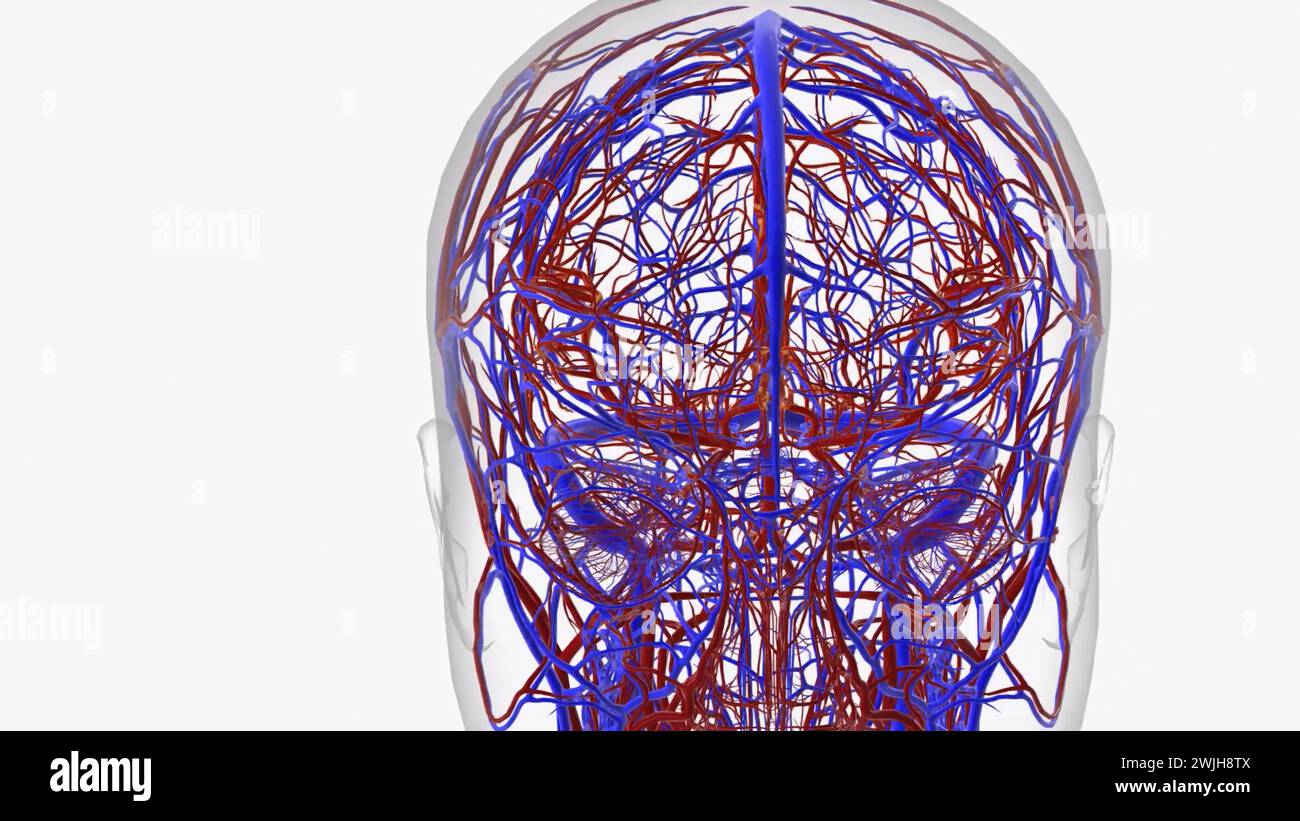 Arterie del cervello 3d medico Foto Stock