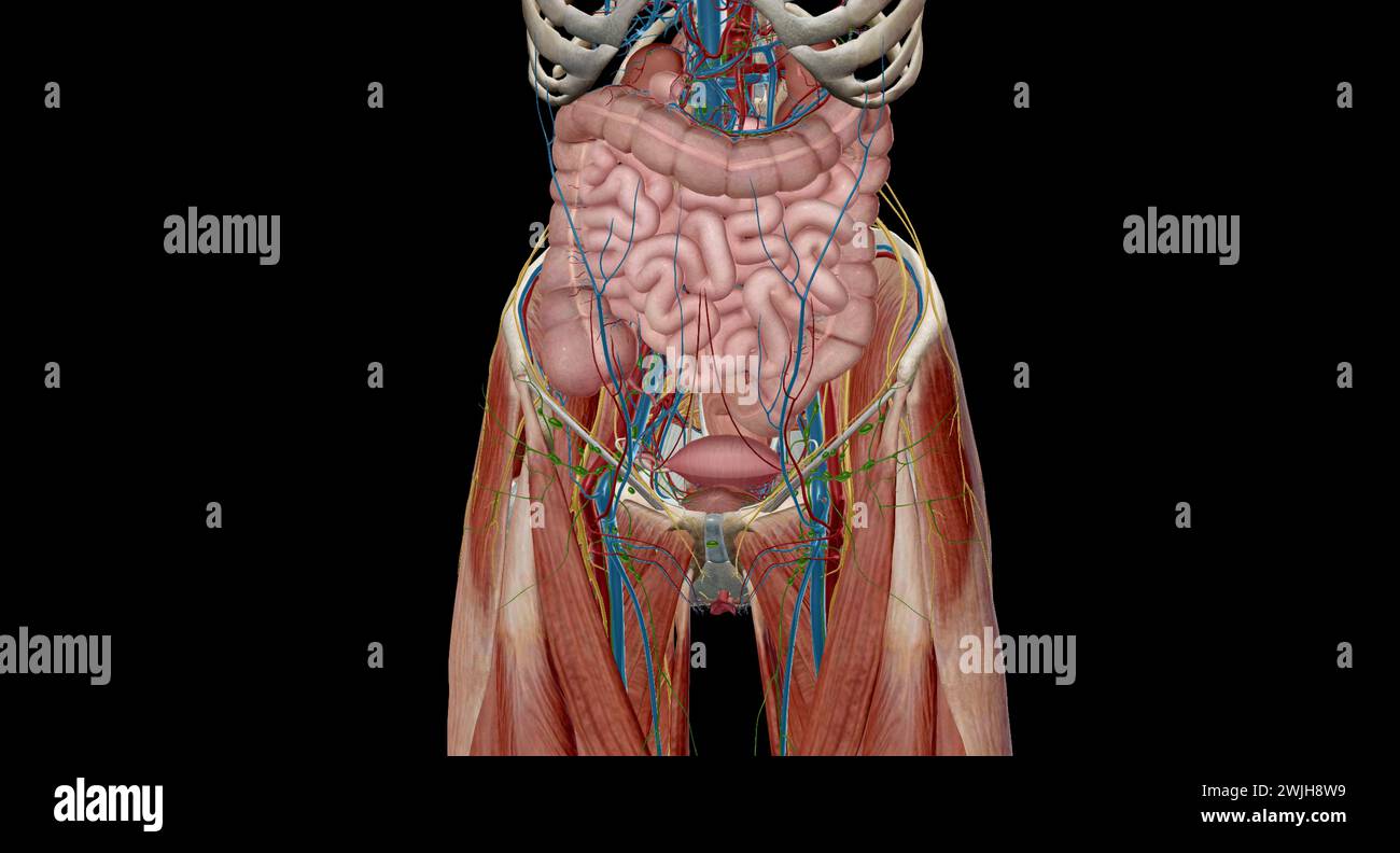 La pelvi è la parte inferiore del tronco, situata tra l'addome e gli arti inferiori.rendering 3d. Foto Stock