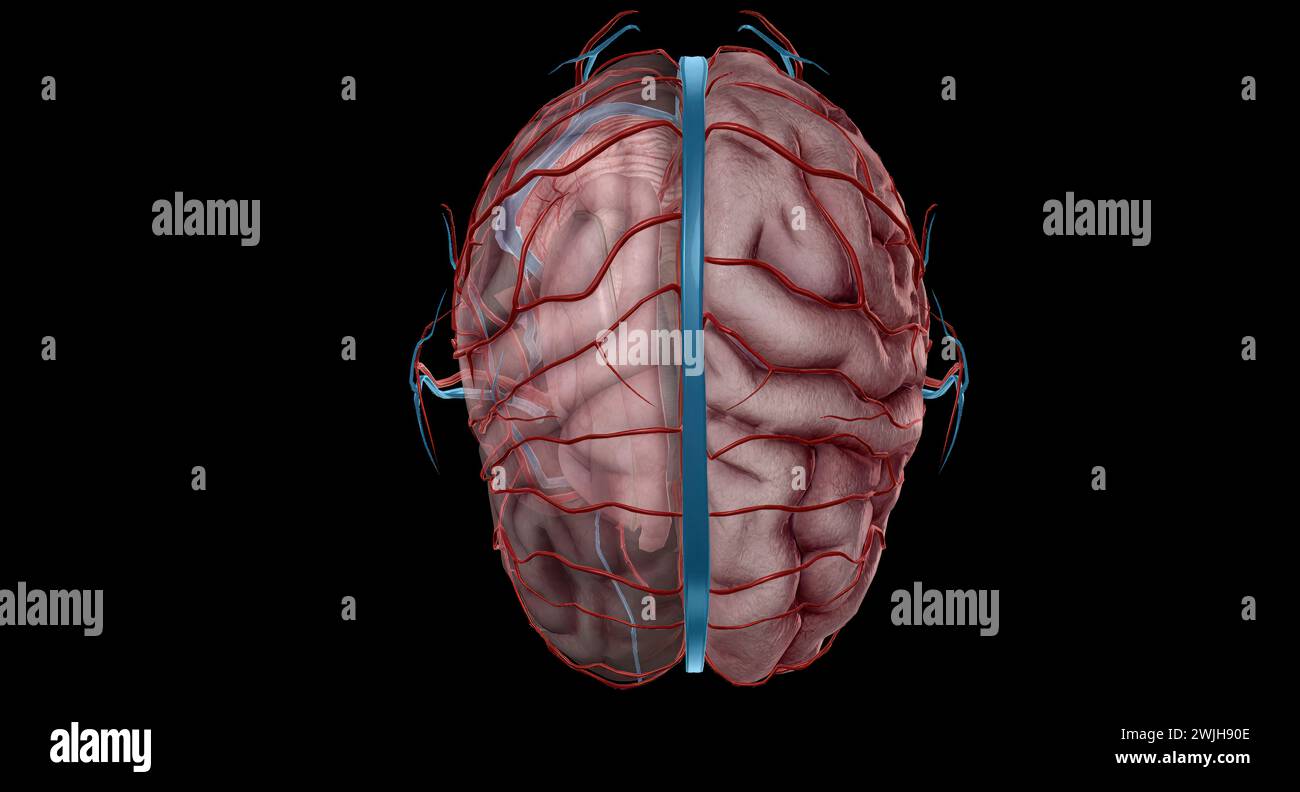 Ci sono due studi accoppiati che sono responsabili dell'afflusso di sangue al cervello, alle vertebrali e alle carotidi interne. Rendering 3D. Foto Stock