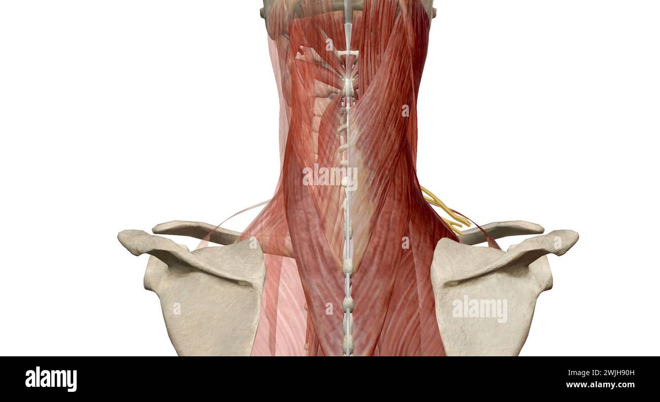 La colonna cervicale (regione del collo) è costituita da sette ossa (vertebre C1-C7), separate l'una dall'altra da dischi intervertebrali. rendering 3d. Foto Stock
