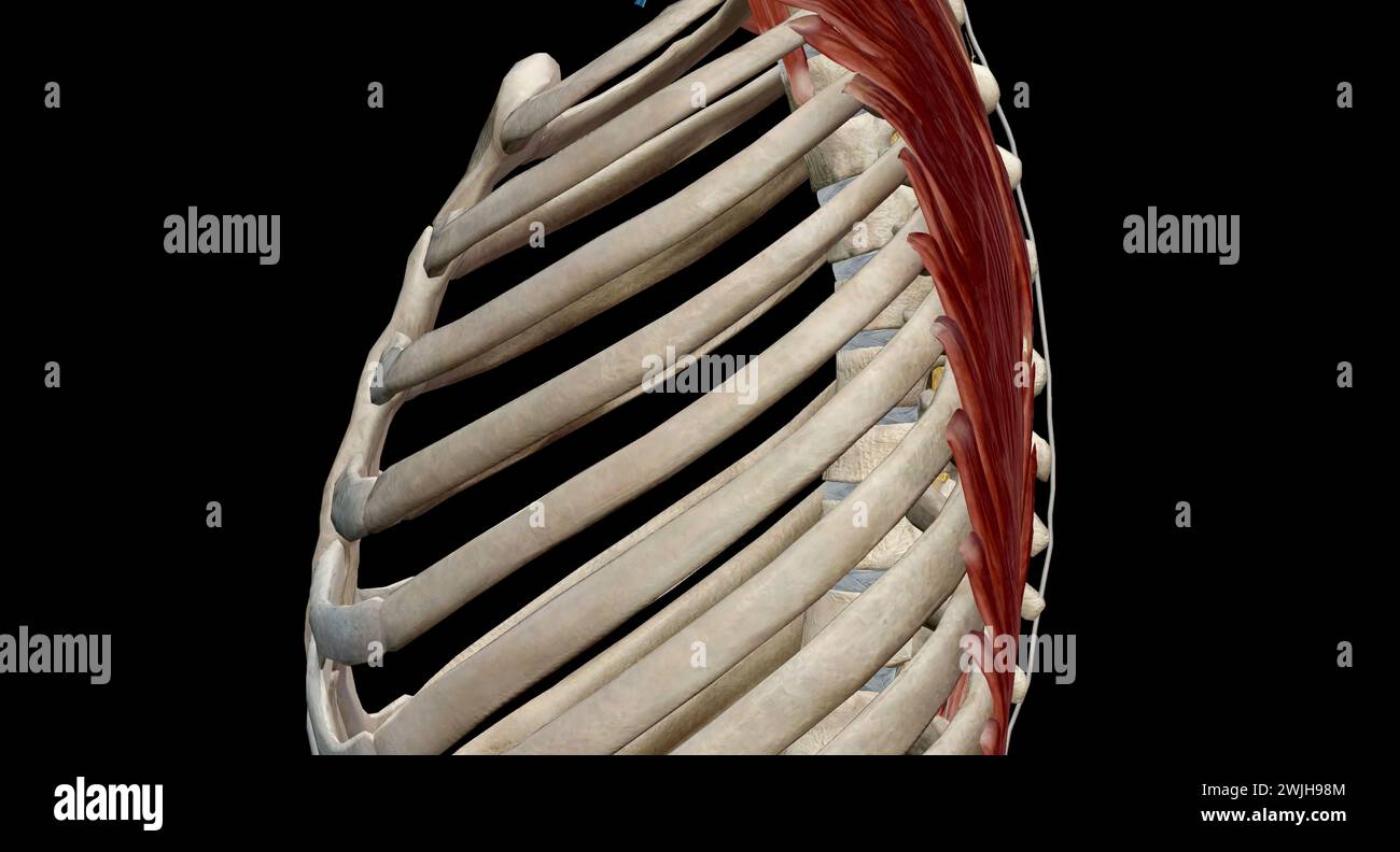 La colonna vertebrale toracica comprende 12 vertebre posizionate tra il collo e la parte inferiore della schiena Foto Stock