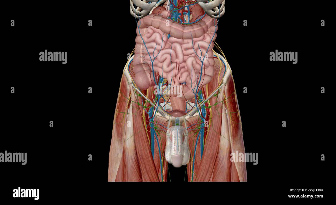 La pelvi è la parte inferiore del tronco, situata tra l'addome e gli arti inferiori.rendering 3d. Foto Stock