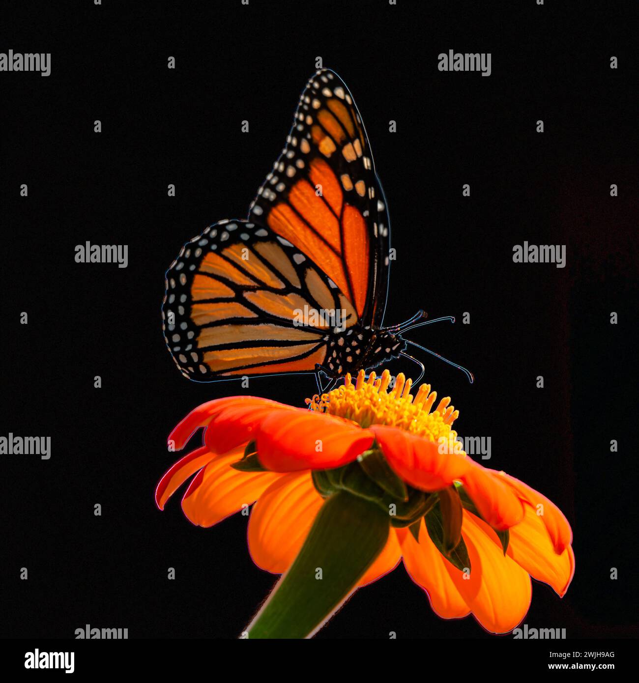 La farfalla monarca o semplicemente monarca è una farfalla di alghe della famiglia Nymphalidae. Foto Stock