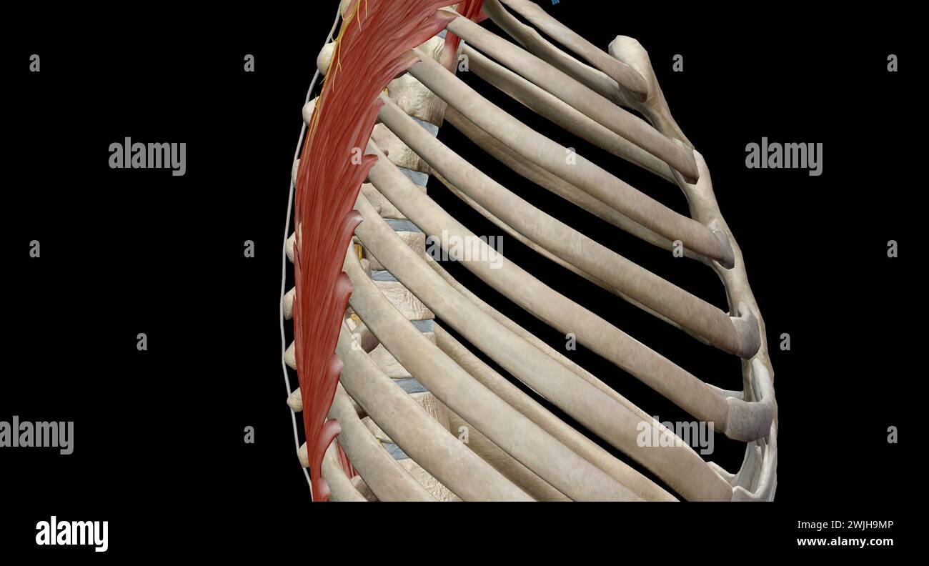 La colonna vertebrale toracica comprende 12 vertebre posizionate tra il collo e la parte inferiore della schiena Foto Stock