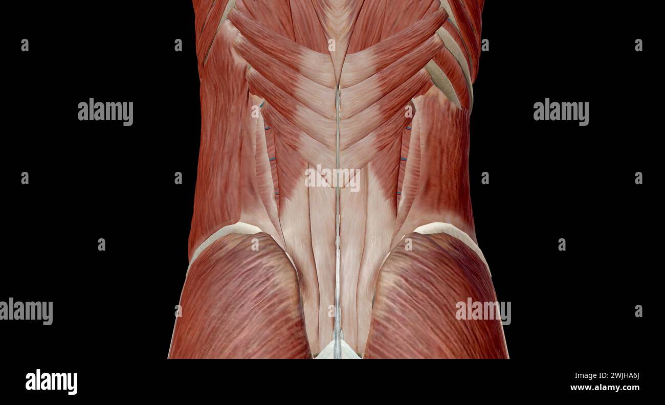 L'addome è la parte del corpo tra il torace (torace) e il bacino, negli esseri umani e in altri vertebrati. rendering 3d. Foto Stock