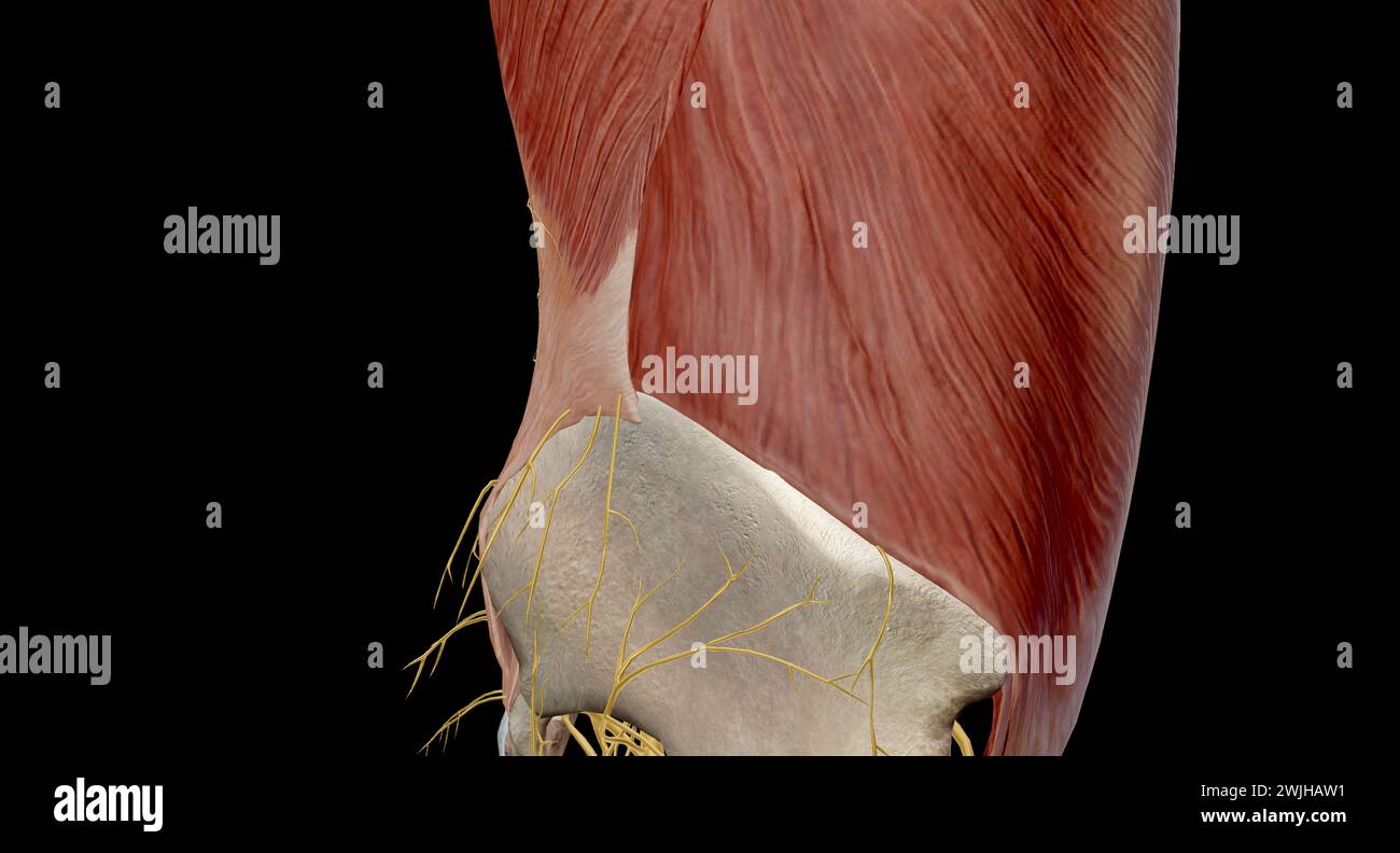 La parte inferiore della schiena comprende la colonna lombare, formata da ossa vertebrali, dischi intervertebrali, nervi, muscoli, legamenti, e vasi sanguigni.3d. Foto Stock