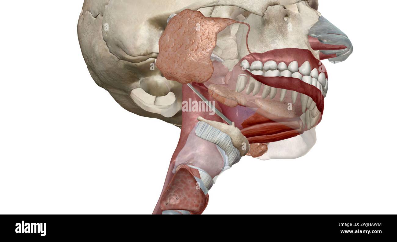 Gli organi gastrointestinali superiori includono la bocca, l'esofago. Rendering 3D. Foto Stock