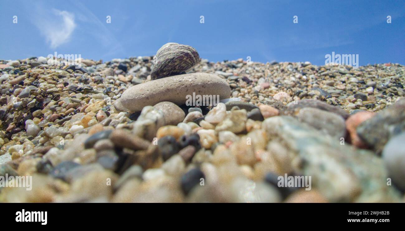 Piccola lumaca del mediterraneo, conosciuta come Steromphala divaricata. Posto su una spiaggia di ghiaia di piselli Foto Stock