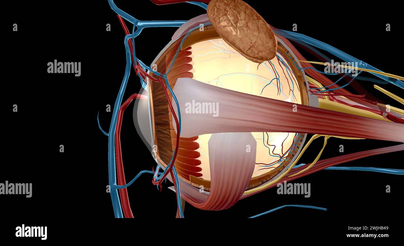 Gli zoncoli lavorano anche con i muscoli ciliari per aiutare la lente ad accogliere. Le fibre zonulari stringono e tirano la lente per una visione ravvicinata. Si rilassano a. Foto Stock