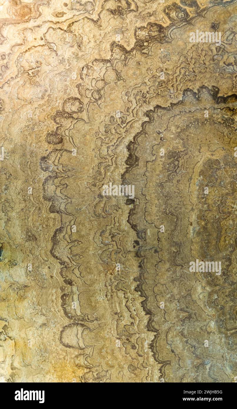 Sezione stromatolite fossilizzata del proterozoico. Messa a fuoco selettiva Foto Stock
