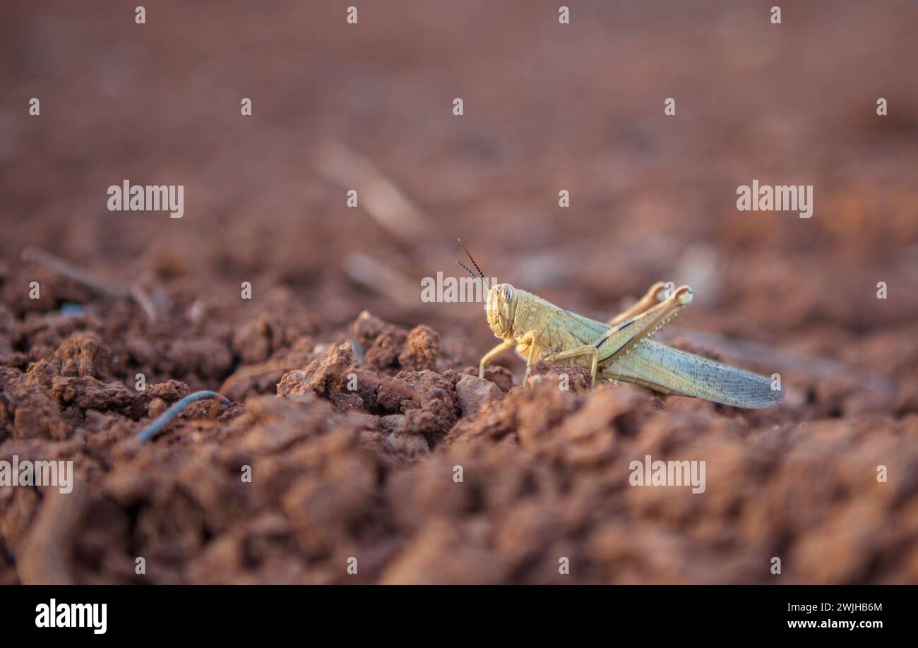 Locusta marocchina su terreno argilloso rosso durante la stagione della raccolta. Messa a fuoco selettiva Foto Stock