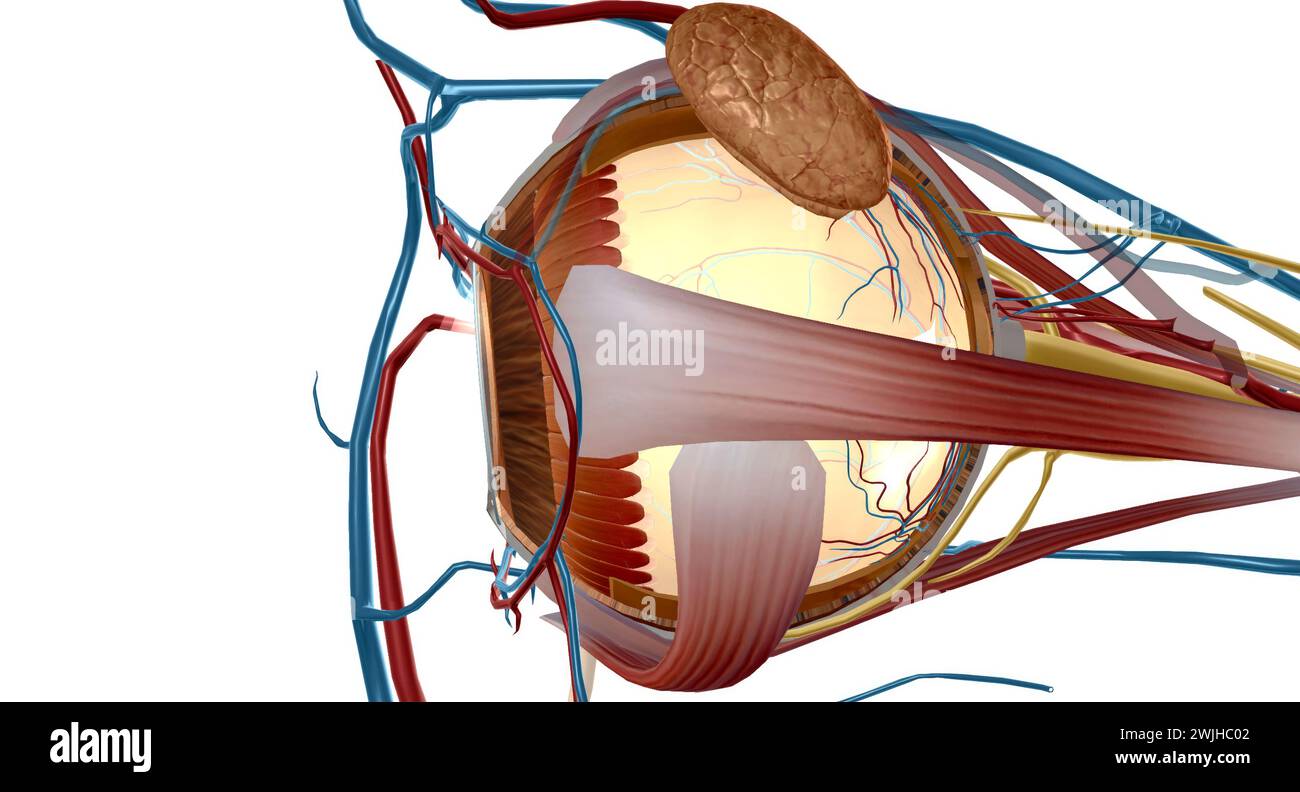 Gli zoncoli lavorano anche con i muscoli ciliari per aiutare la lente ad accogliere. Le fibre zonulari stringono e tirano la lente per una visione ravvicinata. Si rilassano a. Foto Stock
