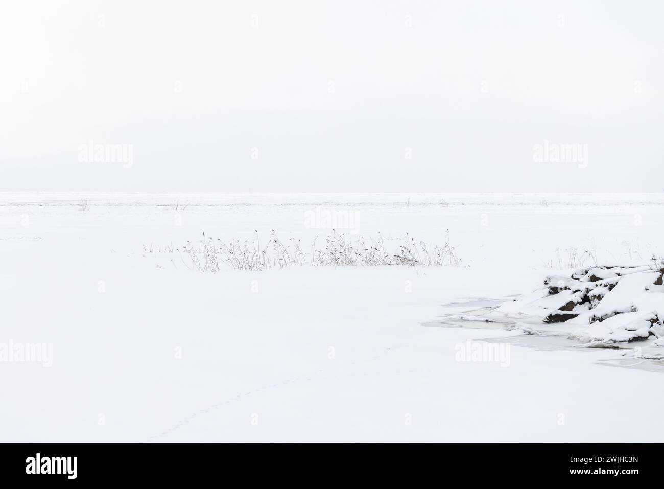 Paesaggio invernale minimo con canne innevate bianche che coprono il Mar Baltico ghiacciato Foto Stock