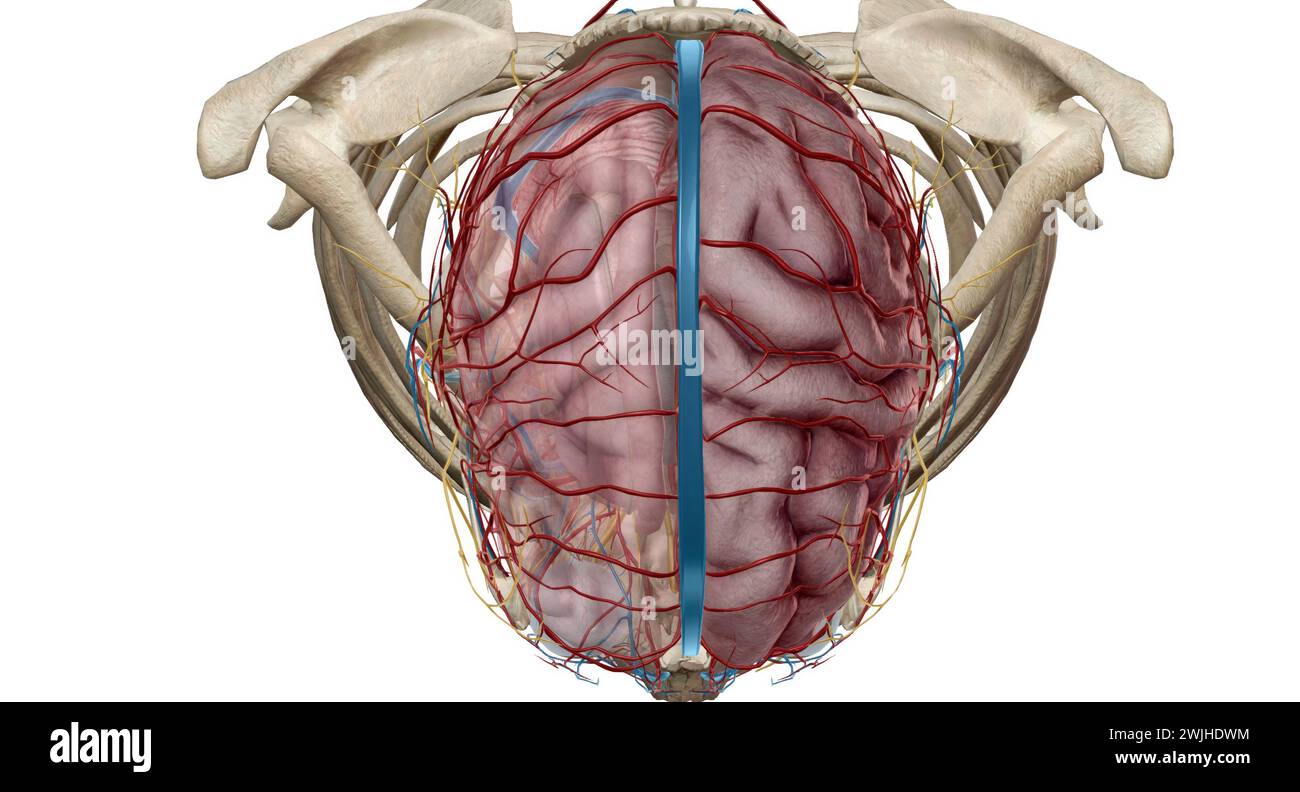 Il cervello riceve sangue da due fonti, le arterie carotidee interne, che sorgono nel punto del collo in cui le arterie carotidee comuni bifur Foto Stock