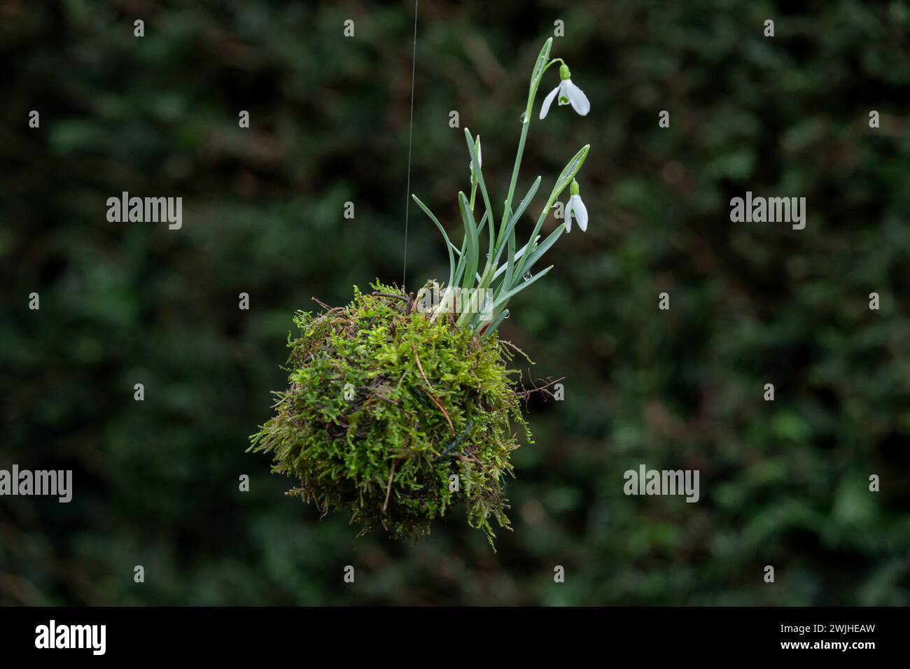 Giapponese Snowdrop Kokedama. Una decorazione pendente snowdrop sospesa da un ramo di albero. Foto Stock