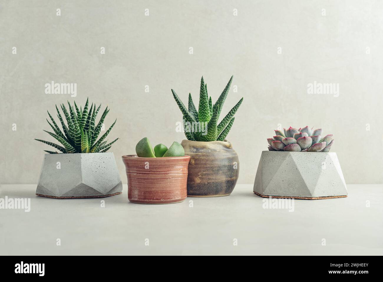 Haworthia, Lithops, Echeveria, Aloe. Piante da casa (succulente) in vasi su sfondo chiaro Foto Stock