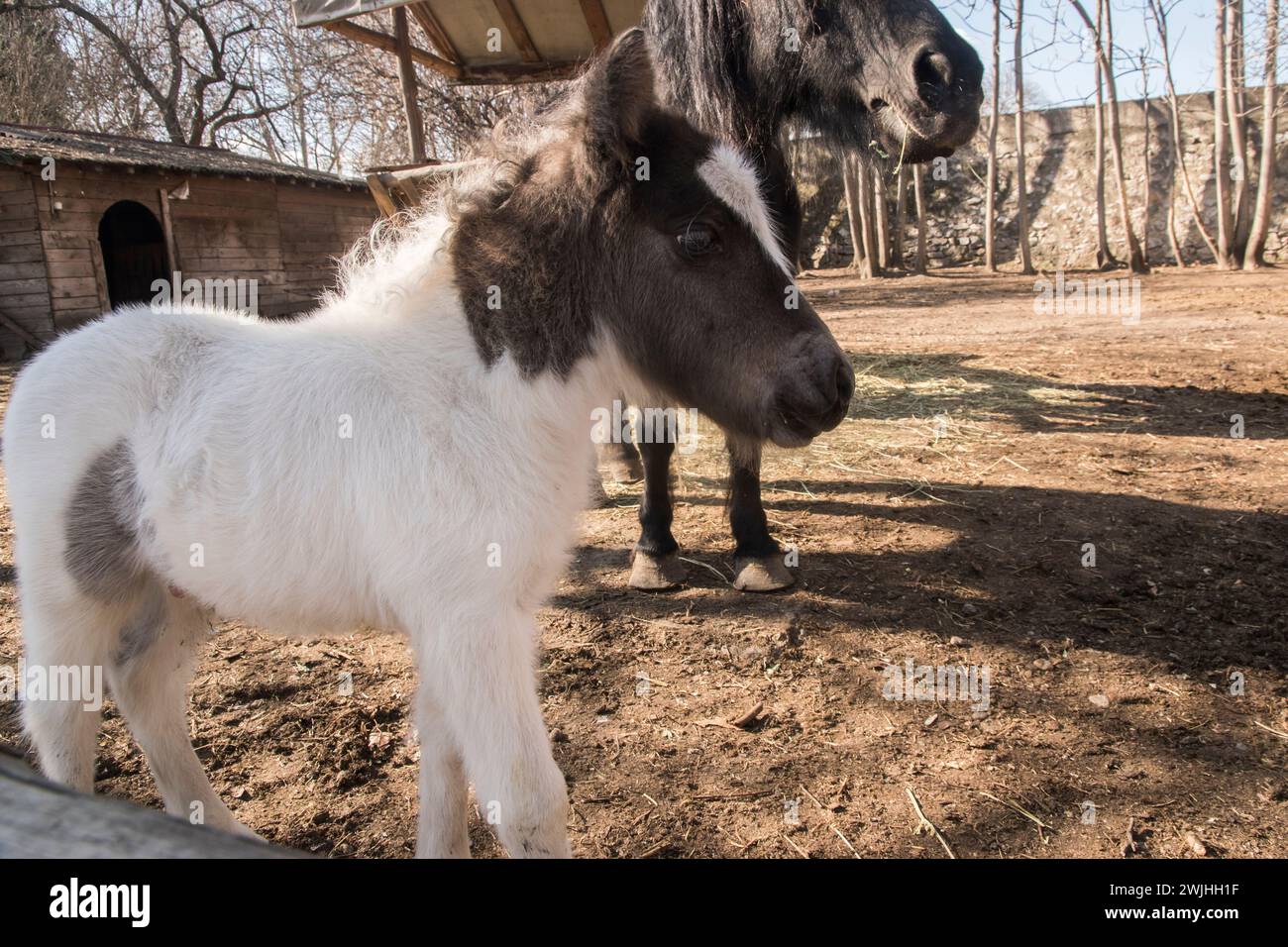 Un puledro pony appena nato con la madre nel cortile della fattoria nella giornata di sole Foto Stock