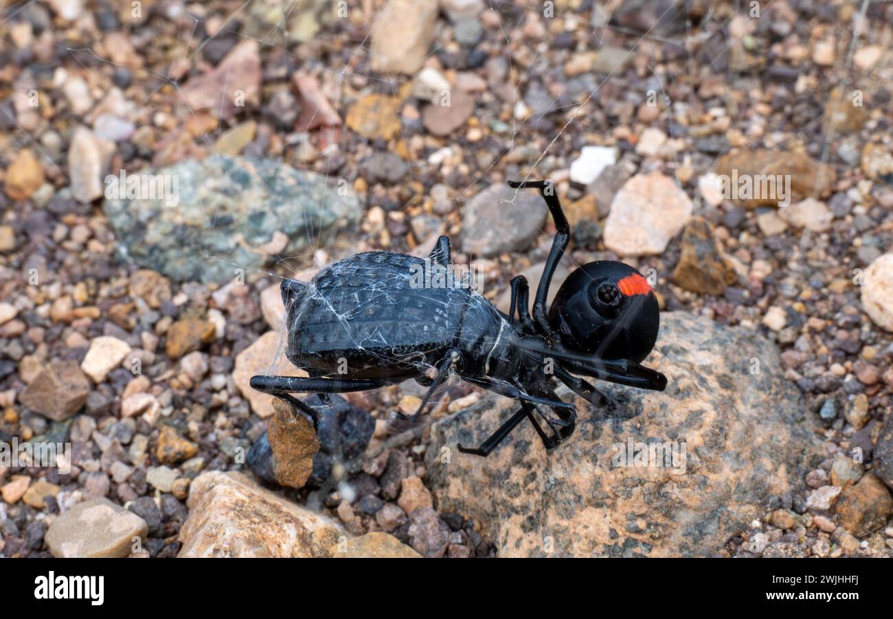 Femmina Redback Spider che mangia coleotteri, Oman Foto Stock