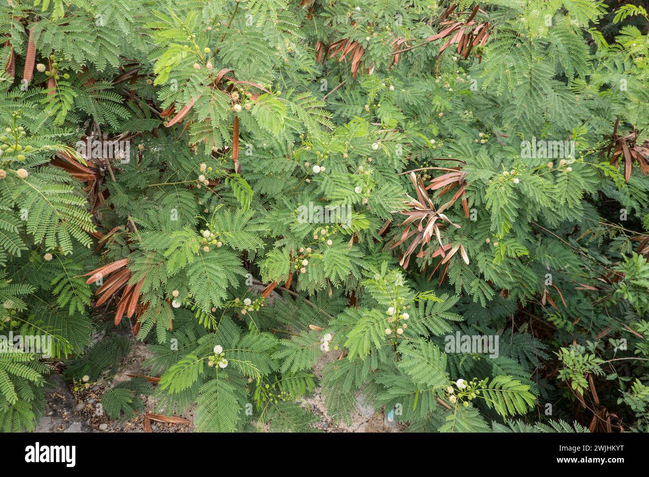 Weisskopf-Mimose, Weisskopfmimose, Wilde Tamarinde (Leucaena leucocephala), Gran Canaria, Spanien, Maspalomas Foto Stock